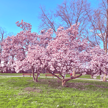 Un arbre fruitier en fleurs (roses) dans le parc